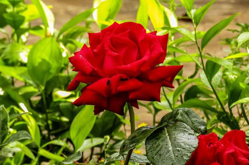 CLIP: Những lưu ý khi trồng hoa hồng từ cành giâm để cây không bị chết