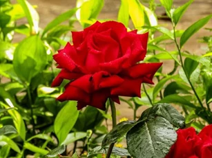 CLIP: Những lưu ý khi trồng hoa hồng từ cành giâm để cây không bị chết