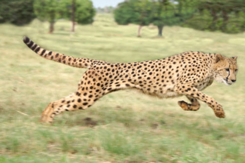 Top 10 'cỗ máy tốc độ' hoàn hảo trong thế giới động vật