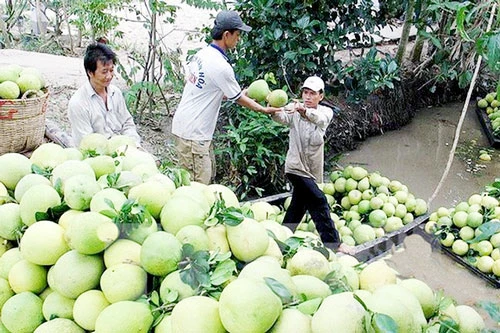 Bưởi đang thành cây làm giàu của nhiều người dân xã Đạo Thành (Ảnh Tư liệu)