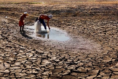 Bình Thuận, Ninh Thuận được hỗ trợ hơn 2.000 tấn hạt giống 