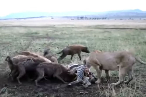 CLIP: Đàn linh cẩu giành mồi của sư tử