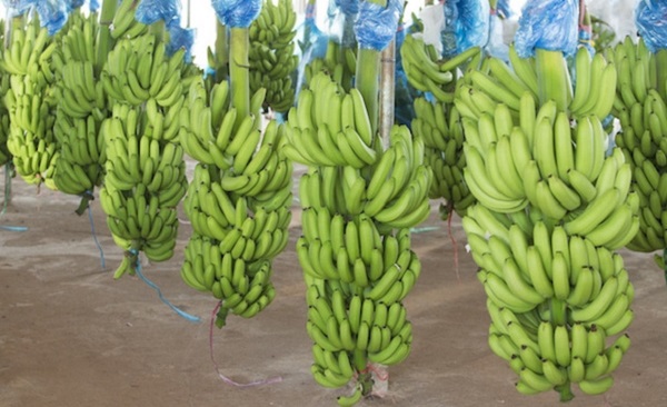 Quý I HAGL Agrico bất ngờ lãi trở lại sau 6 quý lỗ liên tiếp