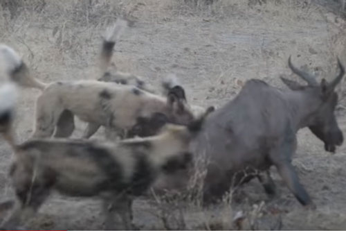 CLIP: Linh dương Topi chết thảm dưới nanh vuốt đàn chó hoang