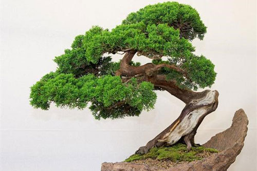 Những loại cây người nhà giàu không bao giờ bày trong nhà dù đẹp và sang đến đâu