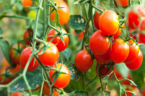 CLIP: Hướng dẫn trồng cà chua treo tường từ chai nhựa đơn giản, phù hợp với không gian chật hẹp