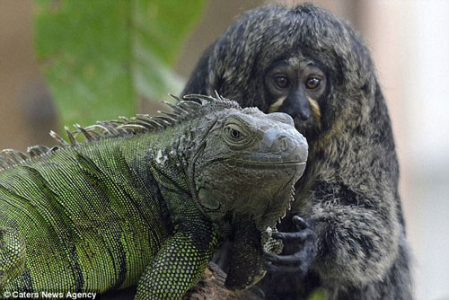 Ảnh ấn tượng: Tình bạn kỳ lạ giữa chú khỉ nhỏ và kỳ nhông