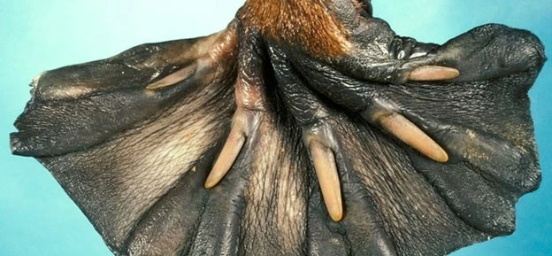 Bàn chân có phần kì dị của loài thú mỏ vịt