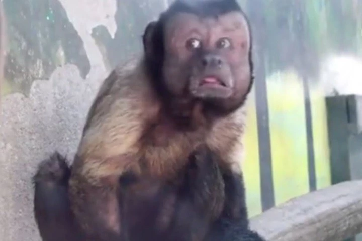Vườn thú Thiên Tân ở Trung Quốc có một chú khỉ với gương mặt giống hệt mặt của một nam giới. Ảnh: Rebelcircus.