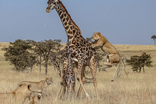 Ảnh động vật: Bầy sư tử tinh quái đánh đuổi hươu mẹ to khỏe để "xơi tái" hươu con