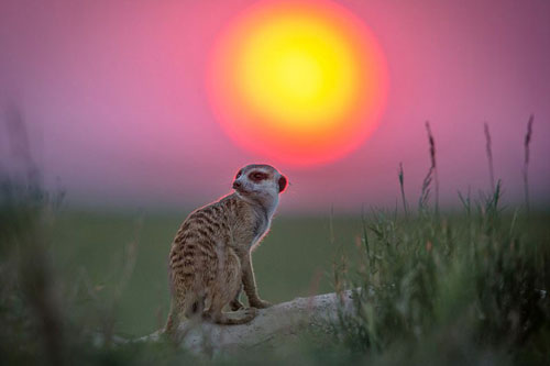 Những hình ảnh tuyệt đẹp của động vật lúc bình minh và chiều tà