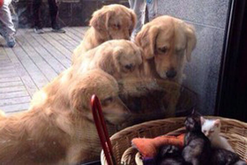 "Cười nghiêng ngả" với phản ứng "lần đầu tiên" của các loài động vật