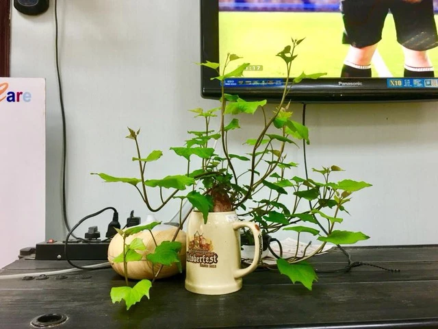 Một chậu "bonsai khoai lang" để bàn vô cùng độc đáo.