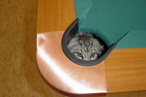 Ảnh động vật: Tài ẩn mình siêu đẳng của các chú mèo "ninja"