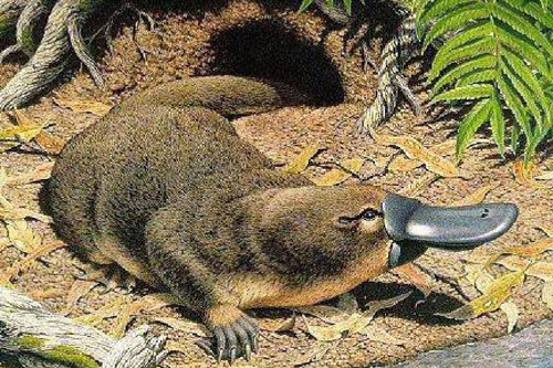 1001 thắc mắc: Loài động vật có vú nào không sinh con mà lại đẻ trứng