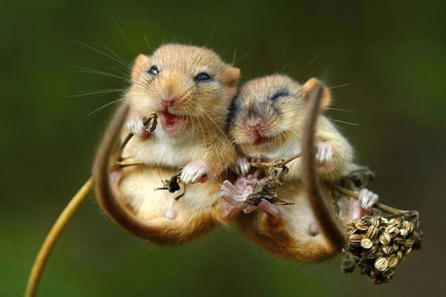 Chùm ảnh đáng yêu chứng minh tình yêu tồn tại trong thế giới động vật