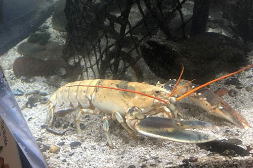 Bắt được tôm hùm bạch tạng quý hiếm nhất thế giới