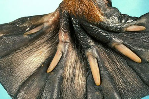 Sự thật bất ngờ về thế giới động vật khiến bạn ngỡ ngàng muốn khám phá