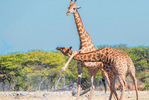 Ảnh động vật: Bất ngờ về màn "đấu võ tàn khốc" giữa 2 chú hươu cao cổ