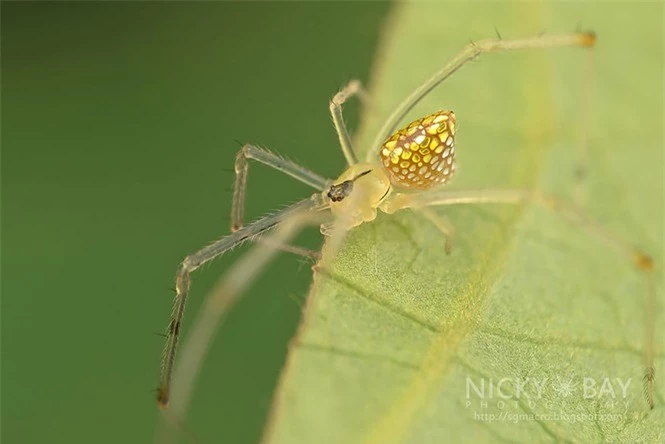 Ngắm nhìn loài nhện 