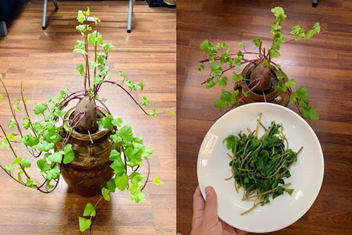 Anh chàng khiến dân mạng "phát sốt" với chậu “khoai lang bonsai” tạo dáng khá nghệ thuật