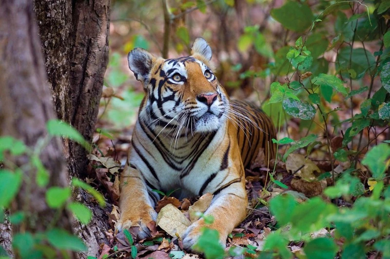 Số lượng hổ trong tự nhiên đã suy giảm trầm trọng trong thế kỷ qua, từ khoảng 100.000 cá thể xuống còn khoảng 3.900 và một nửa trong số đó là ở Ấn Độ. Trong ảnh là một chú hổ cái tại Vườn Quốc gia Kanha ở Madhya Pradesh, Ấn Độ.