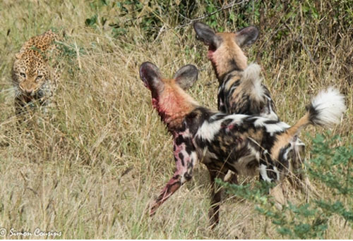 Cướp mồi, báo đốm nhận cái kết không thể ê chề hơn