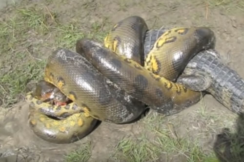 CLIP: Trăn Anaconda khổng lồ tử chiến với cá sấu