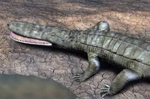 Bằng chứng về sự tồn tại của loài cá sấu cổ đại Laganosuchus đã được tìm thấy tại Kem Kem. Ảnh: Nobu Tamura.