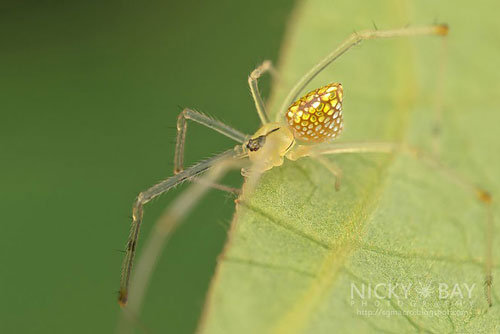 Ngắm nhìn loài nhện “sang chảnh” nhất hành tinh khi sở hữu “body” trong suốt như gương