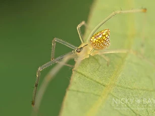 Ngắm nhìn loài nhện “sang chảnh” nhất hành tinh khi sở hữu “body” trong suốt như gương