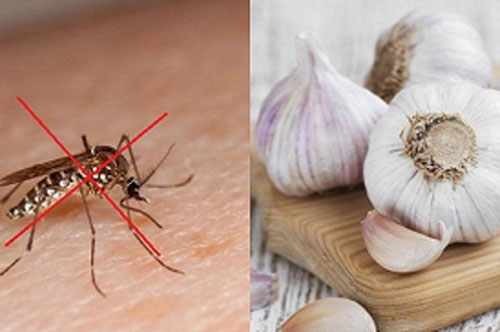 Mách chị em cách dùng tỏi diệt muỗi tận gốc, an toàn và hiệu quả hơn hóa chất