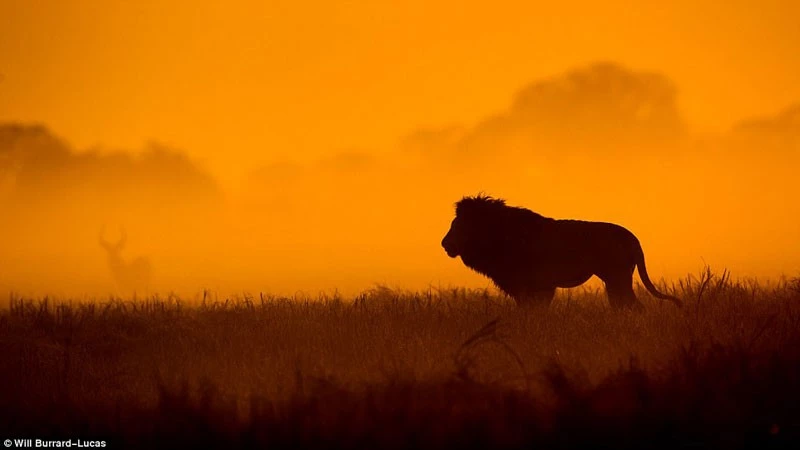 Những bức ảnh này nằm trong bộ sưu tập 'Backlit' của nhiếp ảnh gia Will Burrard-Lucas.