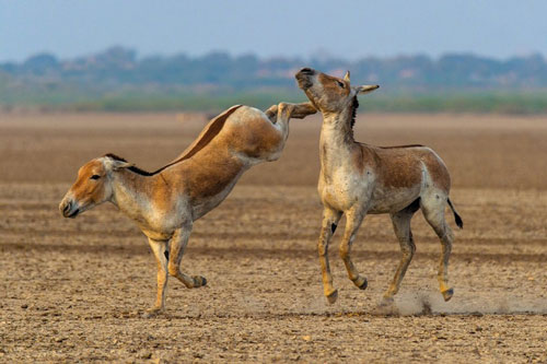 Những bức ảnh đẹp mê hồn về thế giới động vật hoang dã ở Ấn Độ