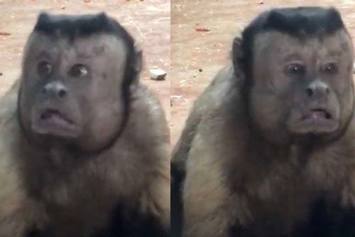 Kinh ngạc với chú khỉ có gương mặt giống y hệt người đàn ông khổ đau