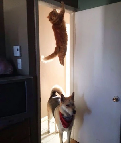 “Đặc công” mèo đang treo mình trên khung cửa. Chú chó không hay biết nguy hiểm rình rập trên đầu mình.