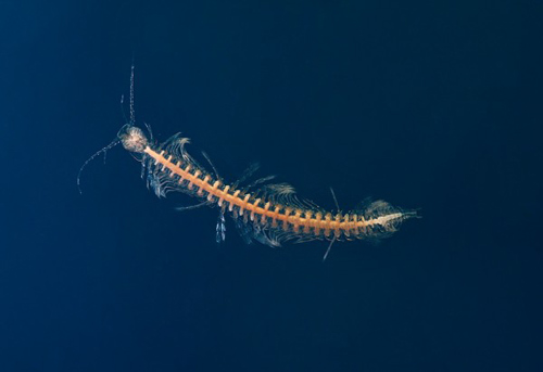 Phát hiện loài giáp xác cực độc đầu tiên trên thế giới