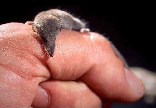 Những kỷ lục khó tin trong thế giới động vật