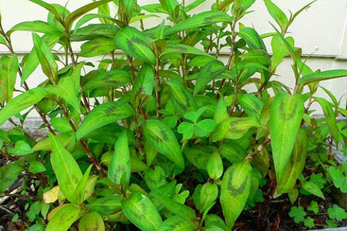 Đây là nguyên nhân vì sao ai cũng nói dù nhà chật hẹp cỡ nào cũng nên trồng cây rau răm