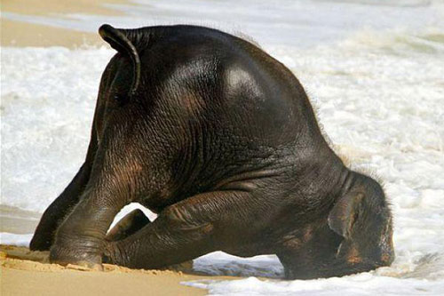 Những tư thế ngủ kỳ quặc của động vật