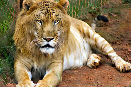 Những loài động vật được lai tạo thành công đáng kinh ngạc