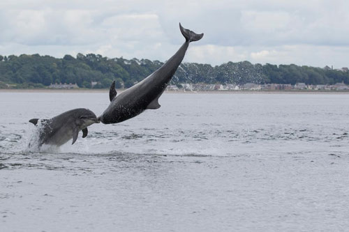 Ảnh động vật: Đẹp mê hồn trong những điều kiện thời tiết đa dạng