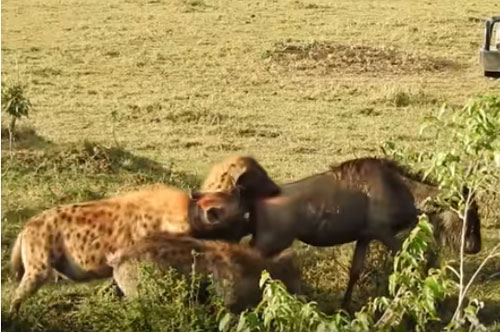 CLIP: Linh dương đầu bò chết thảm dưới nanh vuốt đàn linh cẩu