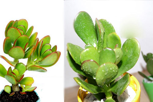 Phòng khách có cây này tiền có thể sẽ ùn ùn kéo vào nhà, gia đình luôn khỏe mạnh, hạnh phúc