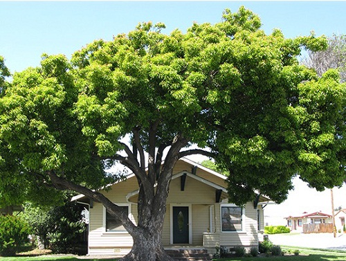 Trồng cây trong nhà kiểu này ai cũng tưởng tốt hóa ra dễ họa vào thân mà không ai hay, xui xẻo kéo đến