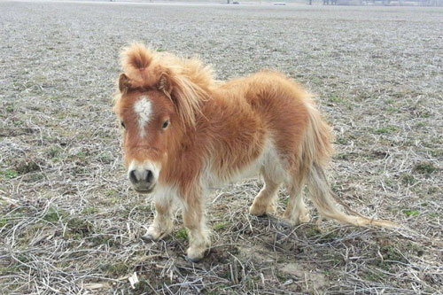 Ngắm những bé sơ sinh đáng yêu trong thế giới động vật