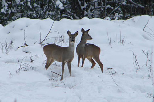 Động vật ở Chernobyl sinh sôi đột biến sau thảm họa hạt nhân