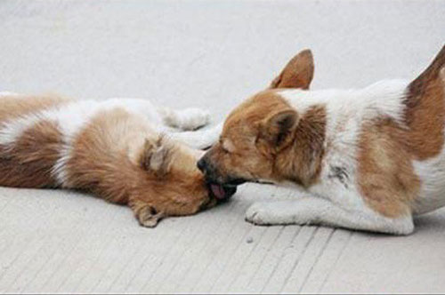 Hình ảnh xúc động về tình cảm của loài chó dành cho đồng loại gặp nạn