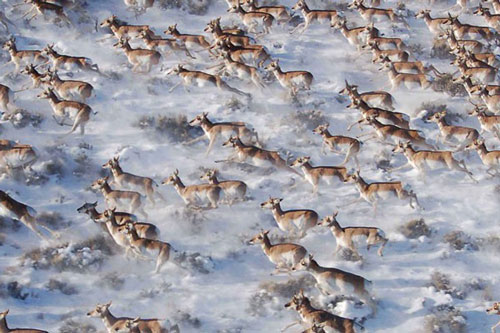 Ảnh động vật: Ngỡ ngàng với hành trình di cư ngoạn mục của các loài động vật