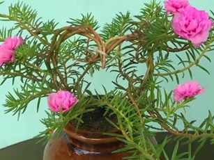 CLIP: Mách bạn 2 cách trồng hoa mười giờ mới lạ trang trí vườn nhà